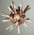 Eucidaris metularia (oral)
