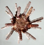 Eucidaris metularia (aboral)