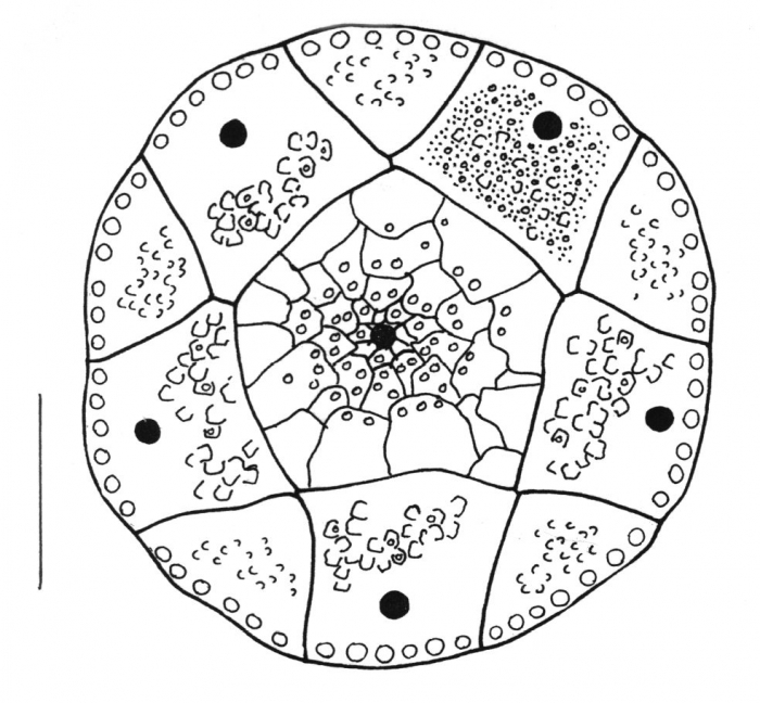 Eucidaris metularia (apical disc)
