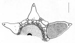 Astropyga radiata (apical system)