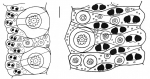 Astropyga radiata (ambulacral plates)