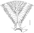 Astropyga radiata (interambulacrum)
