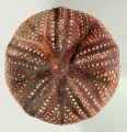 Echinodermata (echinoderms)