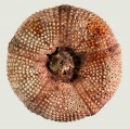 Echinodermata (echinoderms)