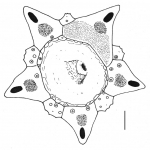 Diadema setosum (apical system)