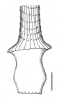 Diadema setosum (base of primary spine)