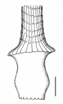 Diadema setosum (base of primary spine)