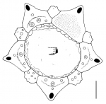 Diadema savignyi (apical system)