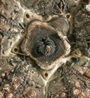Diadema savignyi (apical system)