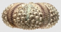 Echinodermata (echinoderms)