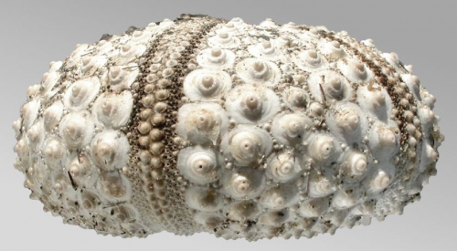 Echinothrix diadema (lateral)