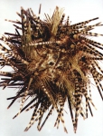 Echinothrix diadema (aboral)