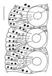 Echinometra lucunter (ambulacral plates)