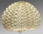 Echinometra oblonga (lateral)