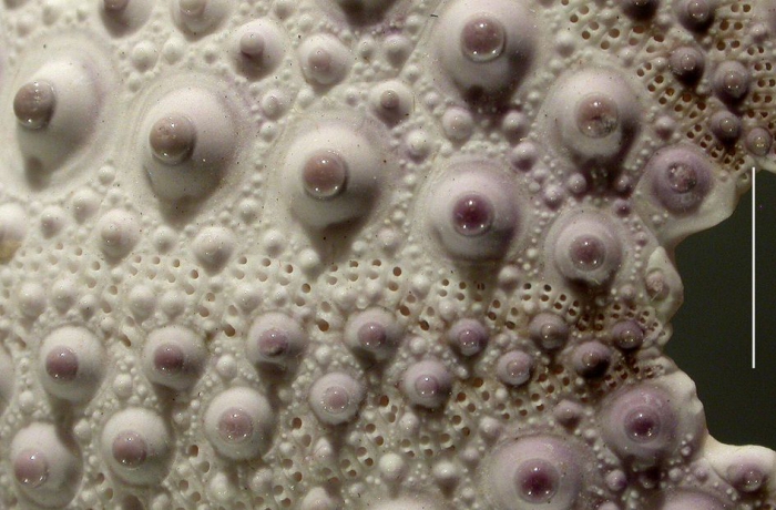 Echinometra mathaei (tubercles) Echinometra mathaei (tubercles)