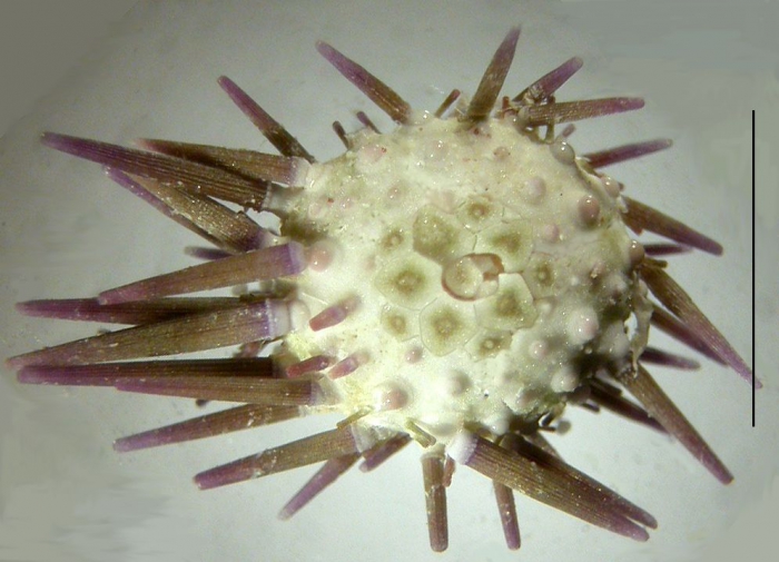 Echinometra mathaei (apical system) Echinometra mathaei (apical system)