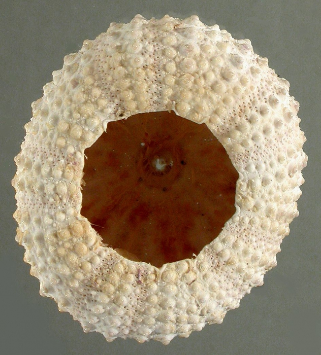 Echinometra mathaei (oral)