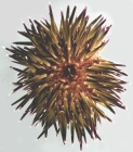 Echinometra mathaei (aboral)