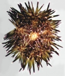 Echinometra mathaei (oral)