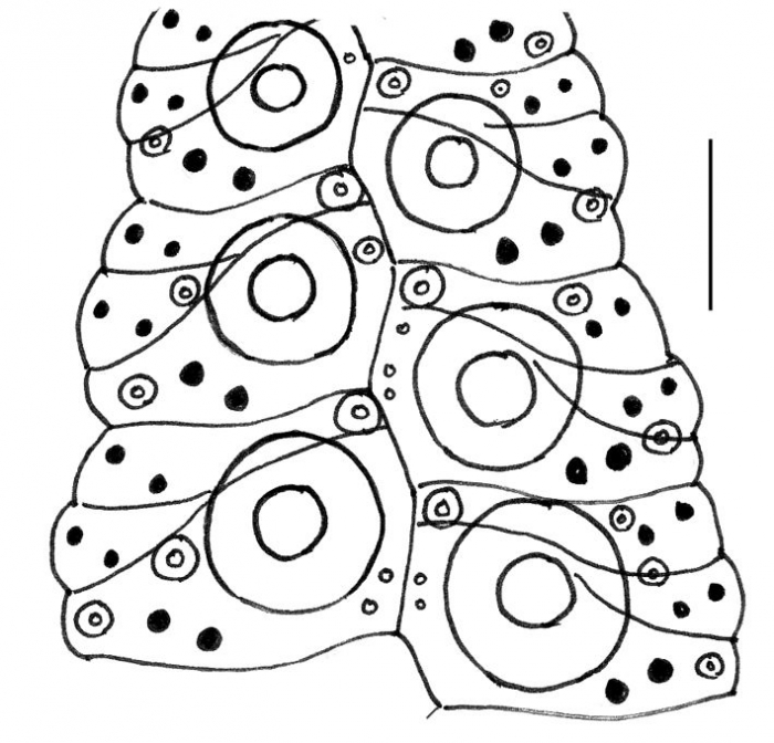 Echinostrephus molaris (ambulacral plates)