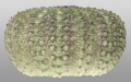 Echinostrephus molaris (lateral)