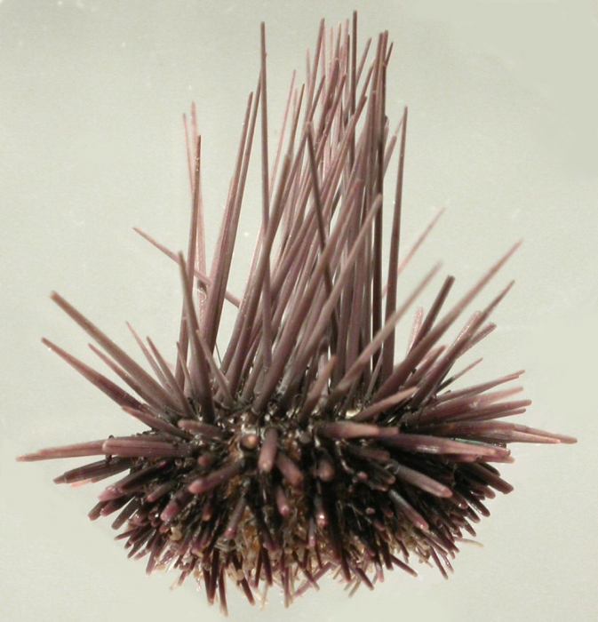 Echinostrephus molaris (side)
