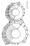 Heterocentrotus trigonarius (ambulacral plates)