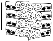 Stereocidaris capensis (ambulacral plates)
