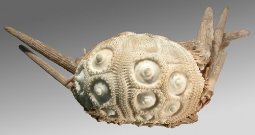 Stereocidaris capensis (lateral)