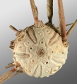 Echinodermata (echinoderms)