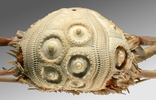 Stereocidaris indica (lateral)