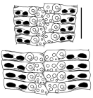 Stereocidaris indica (ambulacral plates)