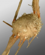 Stereocidaris indica (lateral)