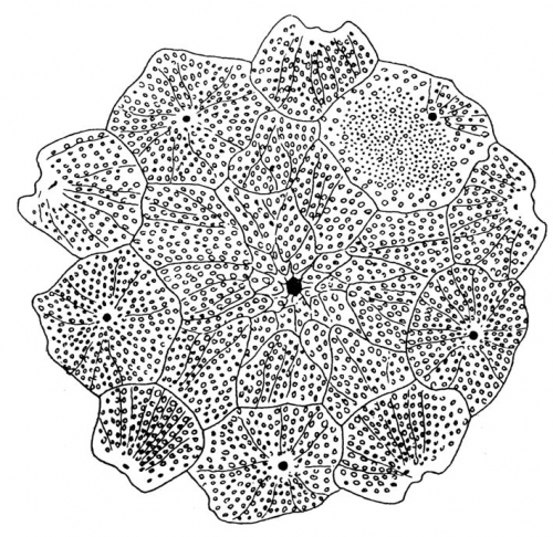 Stereocidaris excavata (apical disc)