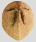 Brissus latecarinatus (aboral)