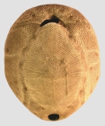 Brissus latecarinatus (oral)