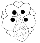 Spatagobrissus mirabilis (apical system)