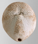 Spatagobrissus mirabilis (oral)
