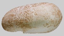 Spatagobrissus mirabilis (lateral)