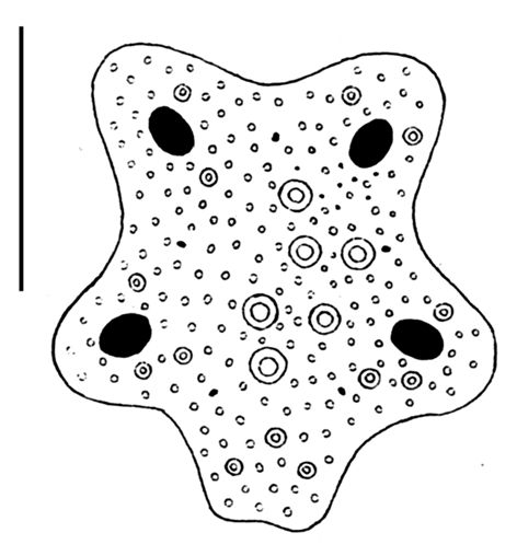 Peronella orbicularis (apical system)