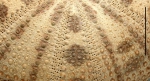 Pseudoboletia maculata (aboral, close-up)