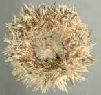 Pseudoboletia maculata (oral)