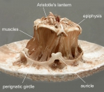 Pseudoboletia maculata (jaw apparatus)