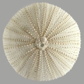 Echinodermata (echinoderms)