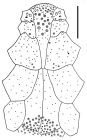 Maretia planulata (labrum)