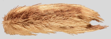 Maretia planulata (lateral)