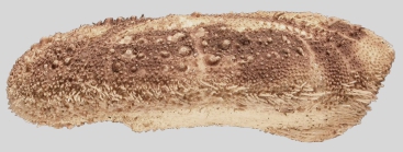 Maretia planulata (lateral)
