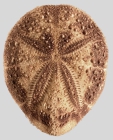 Maretia planulata (aboral)