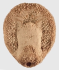 Maretia planulata (oral)