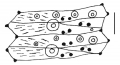 Mespilia globulus (ambulacral plates)